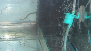 Едва процент от задържаните 2 милиона змиорки оцеляха СНИМКИ