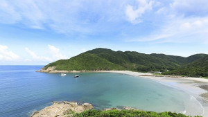 Токсичен цъфтеж на водорасли предизвиква синьо сияние край брега на