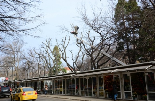 Режат опасни клони на „Чаталджа”