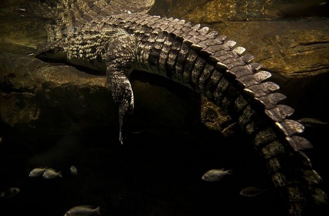 Крокодилоподобно влечуго бродело по Земята преди динозаврите
