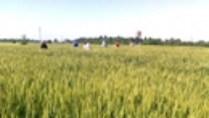 Казусът със земята на ИЗС Образцов чифлик отново в съда