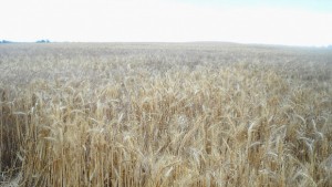 Изплащат близо 1 млрд лв на земеделците идната седмица