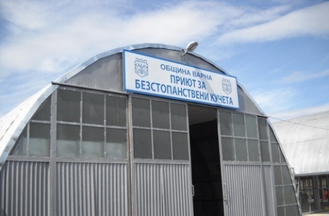 Затварят приюта в Каменар заради болно куче