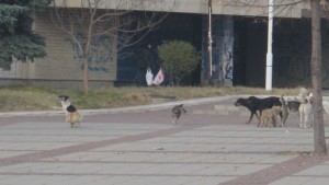 Акция по регистрация на домашни кучета компаньони в Дупница