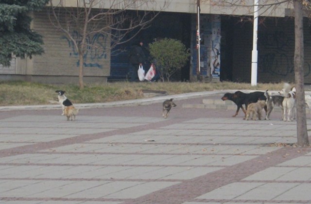 Акция по регистрация на домашни кучета- компаньони в Дупница