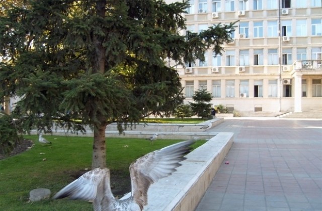 Във Варненско няма птичи грип, уверяват инспектори