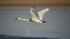 Сигнал за умрял лебед постъпи в РИОСВСтара Загора