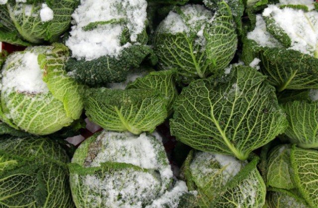 Зелето в Урал поскъпна със 163%, цената на краставиците в Челябинск хвръкна с 479%