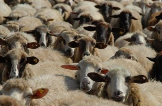 Тежка година изпратиха овцевъдите