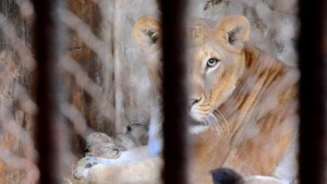 Зевзек настоява да кръсти лъвчетата стяга протест