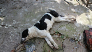 Агресори мъчат по 100 бездомни животни на година в столицата