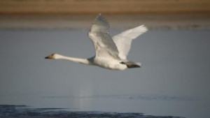 Умрялата птица с отрицателни проби за птичи грип