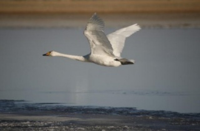 Умрялата птица с отрицателни проби за птичи грип