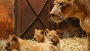 Осиновиха малките лъвчета кръстиха ги Бойко Малкият принц и Флорентина