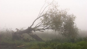 Ураганът който вилня в през нощта в страната пощади област