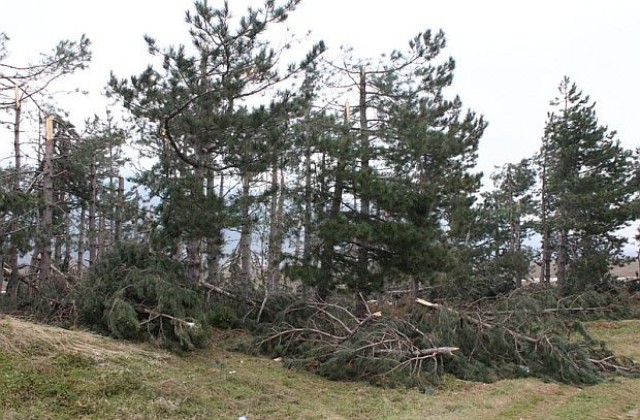Бурята повали десетки стогодишни дървета във Вършец