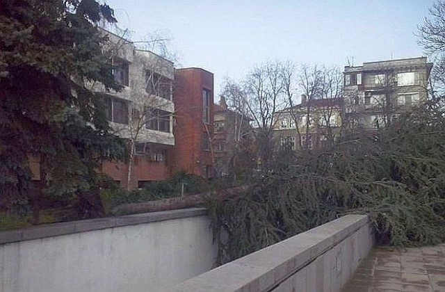 Бурен вятър събори дървета и отвя будки за вестници в Бургас
