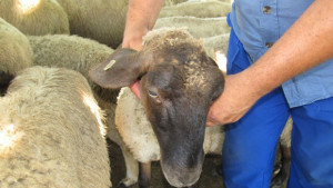 Ще ваксинират овце и говеда срещу син език