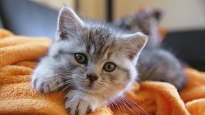 Uber вече доставя на адрес котенца за гушкане