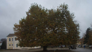 Да подкрепим Арчарския чинар за европейско дърво на 2015 г