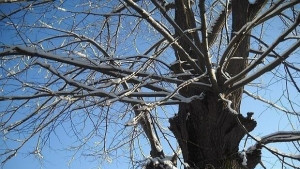 Студена неделя