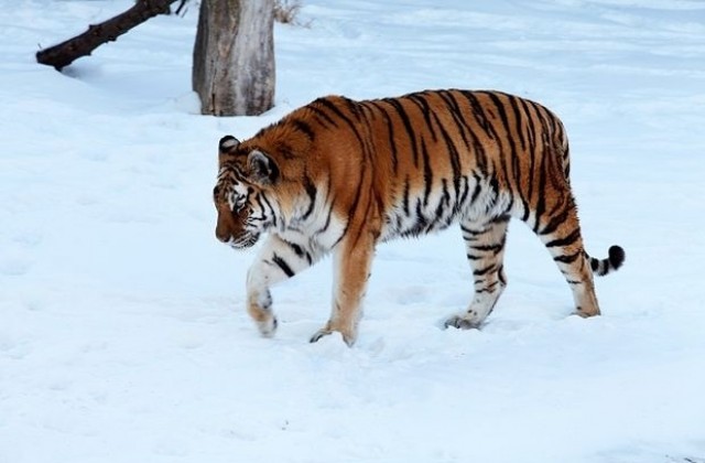 Арестуваха виетнамец, предлагал тигри и леопарди в руски ресторант