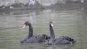 Любовта дивите животни и планината в Природозащитен център Натура