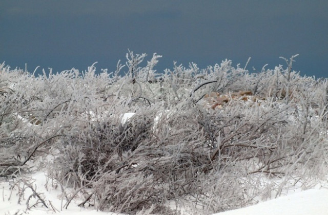 Жълт код в 15 области у нас заради силен вятър