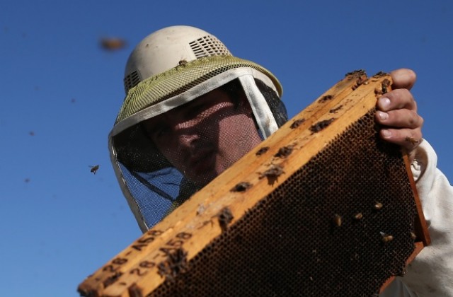 10 февруари: Ден на пчеларя