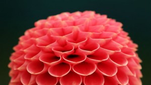 Далии за ядене имат вкус на аспержи