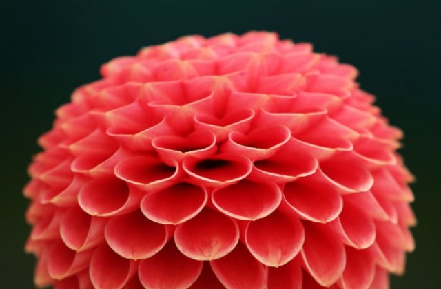 Далии за ядене имат вкус на аспержи