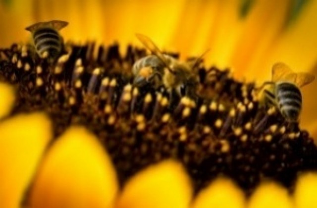 Пчеларят Петър Ванчев: Ако няма пчели, няма да има и хора