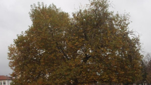 Областна администрация в подкрепа на Чинара от село Арчар