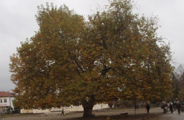 Областна администрация в подкрепа на Чинара от село Арчар