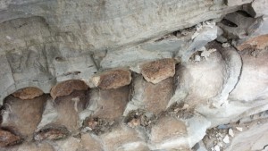 Откриха праисторически кит край Варна