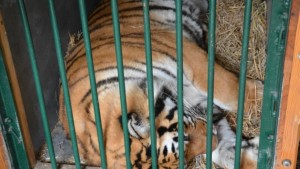 Изпращат тигрицата Найша в Пазарджик СНИМКИ