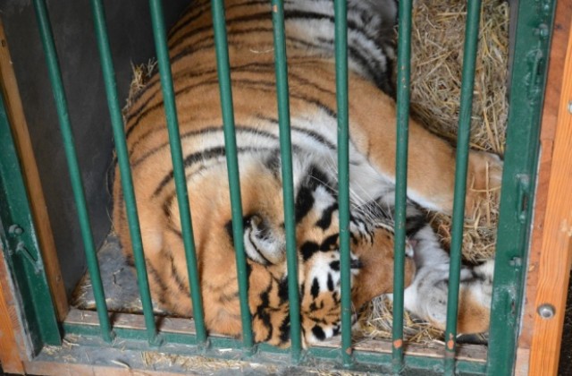 Изпращат тигрицата Найша в Пазарджик (СНИМКИ)