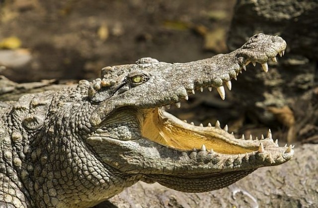100-годишен свещен крокодил се спомина от преяждане