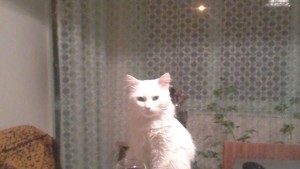 Белите котки носят късмет особено в петък 13ти