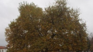 Варна подкрепя българския чинар за Европейско дърво на годината 2015