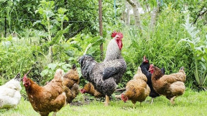 Във Варненско въведоха спецмерки заради птичия грип