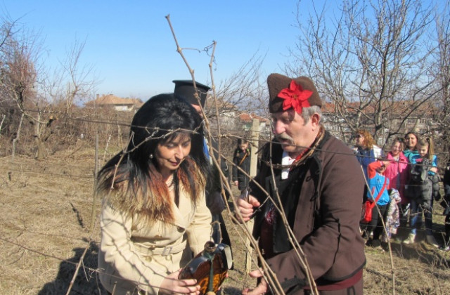 И в Лясковец зарязаха лозята, наградиха най- добрите майстори на вино