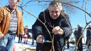 Калфин и Аспарухов зарязаха лозята в Типченица