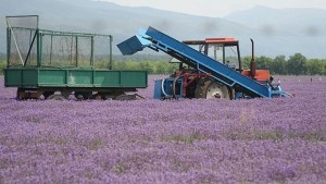 Посеви с лавандула изгоряха при пожар