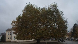 Да подкрепим българската кандидатура за Европейско дърво на годината 2015