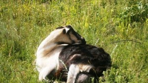 Днес започва годината на Козата Овцата