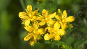 Община Кюстендил ще опазва 20 вида лечебни растения