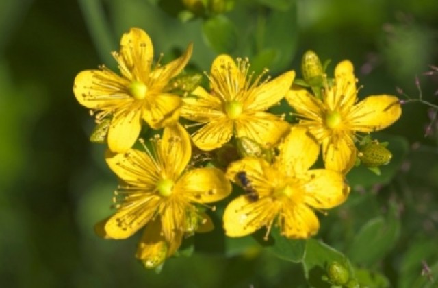 Община Кюстендил ще опазва 20 вида лечебни растения