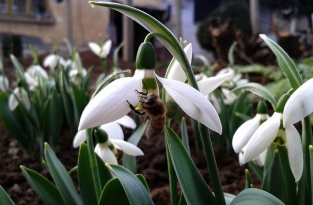 Слънчево, с температури до 12°