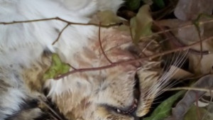 Мъж с пушка избива котки и кучета